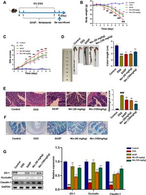 Nintedanib Alleviates Experimental Colitis by Inhibiting CEBPB/PCK1 and CEBPB/EFNA1 Pathways